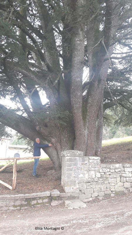CEDRO MONUMENTALE DI BADIA A COLTIBUONO 4